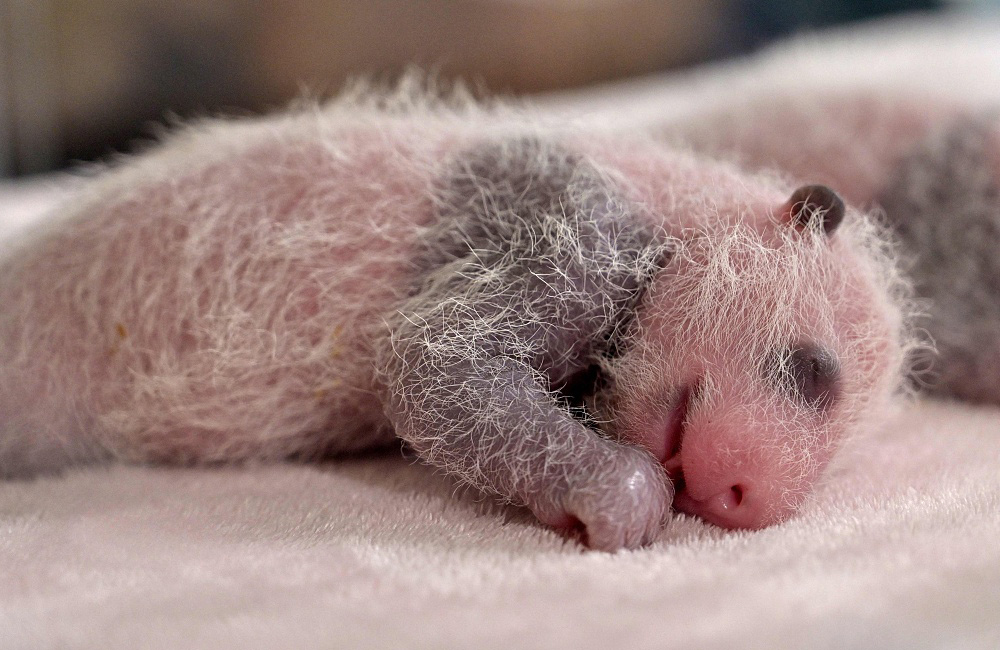 China Panda