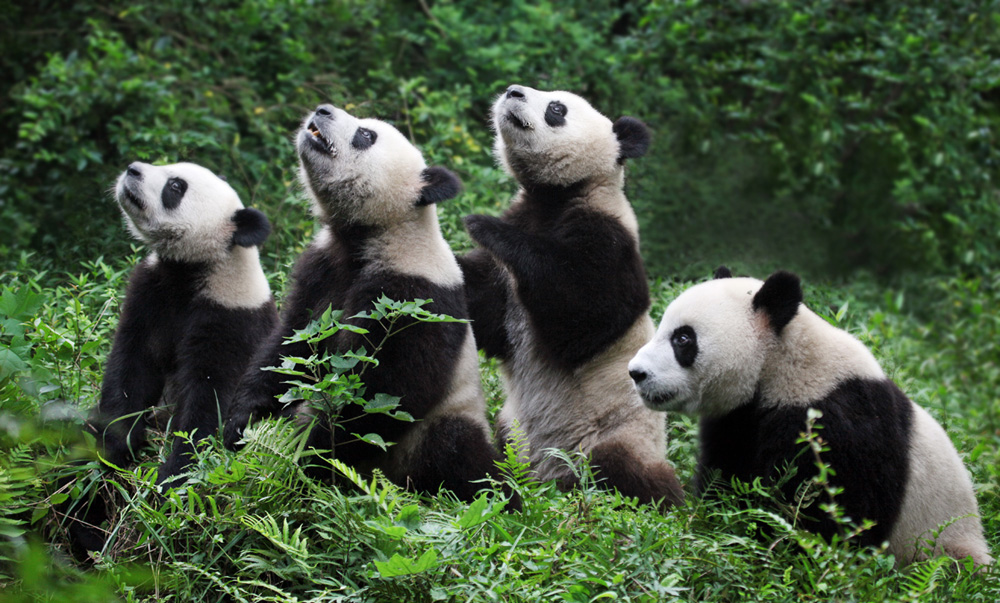 China Panda