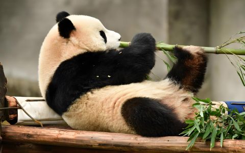 China Panda: The World's Beloved Icon of Culture & Conservation