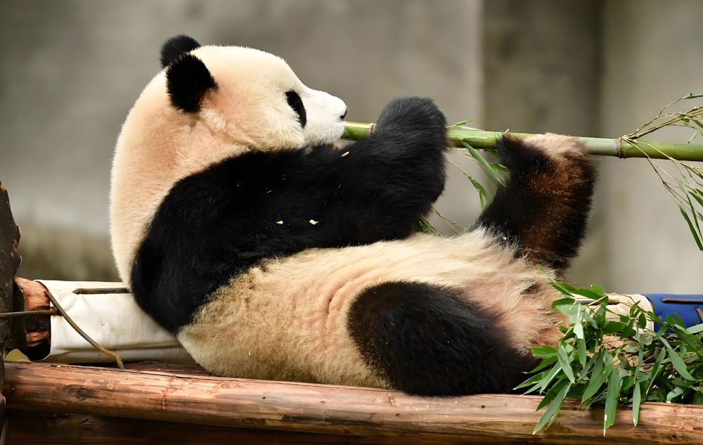 China Panda